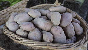 patate Rosalinda
