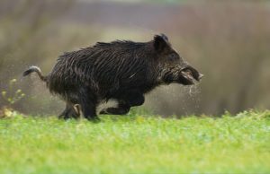 cinghiale-corre