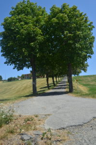alberi val ceno (1)