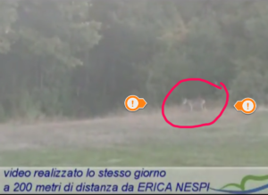 lupo varsi