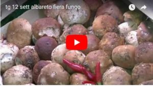 fiera fungo