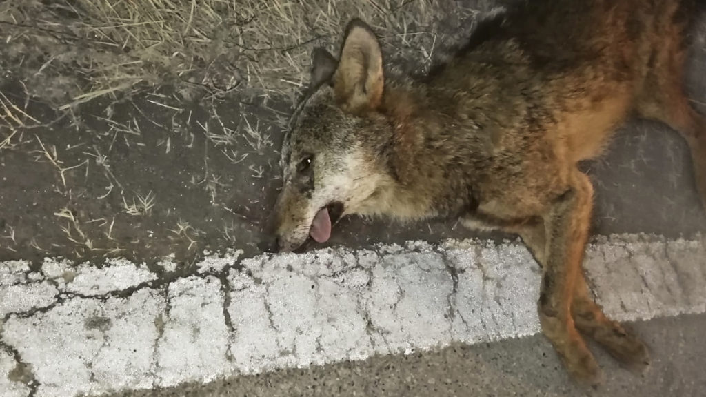 lupo (1 di 1) copia