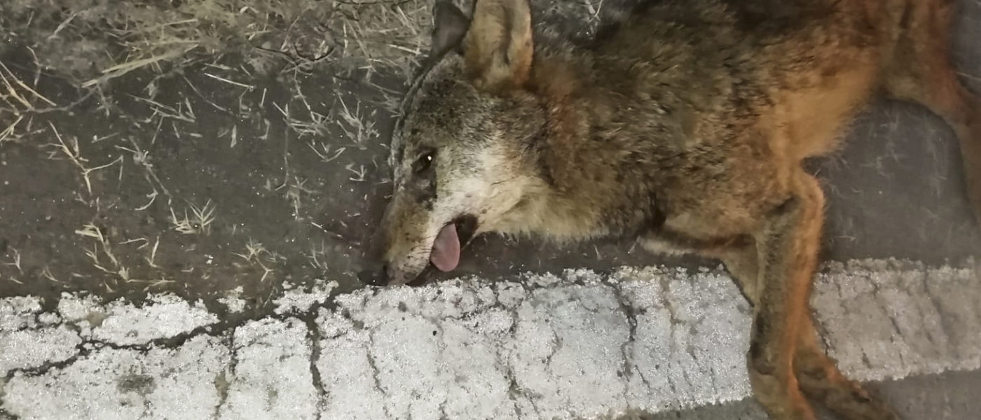lupo (1 di 1) copia
