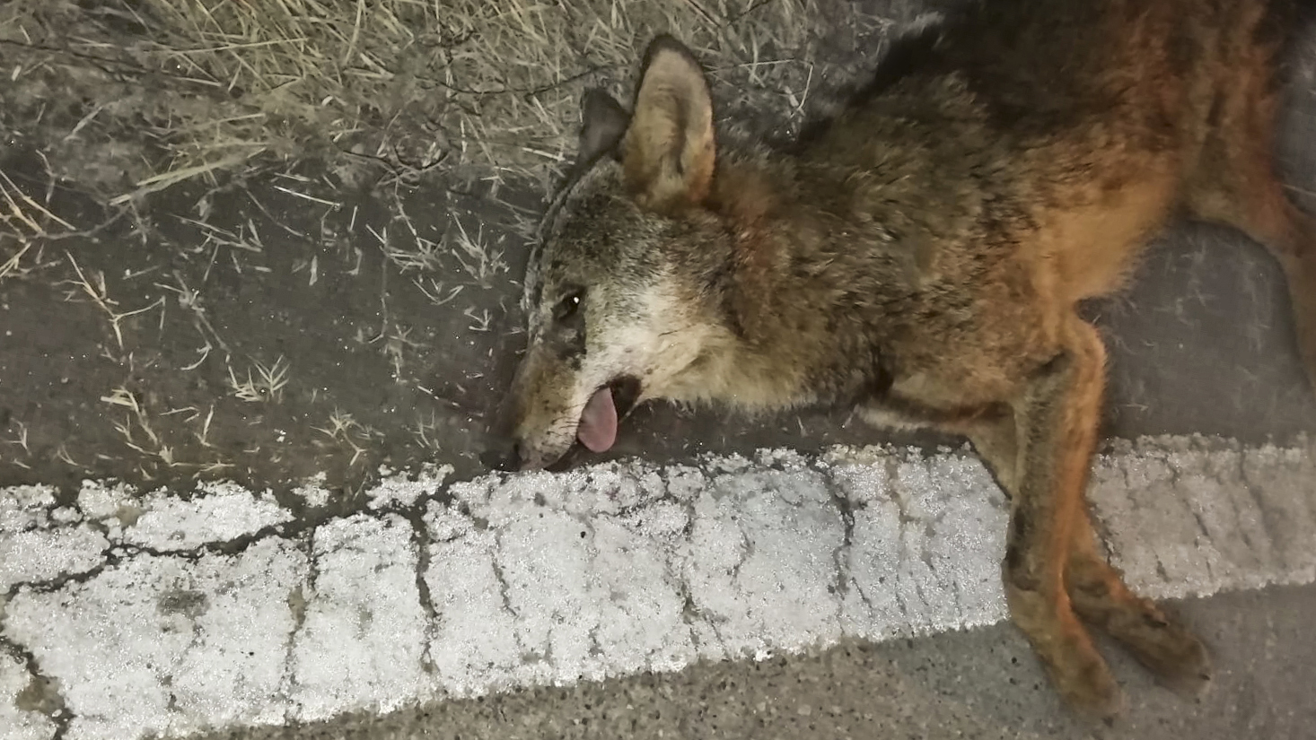 lupo (1 di 1) copia