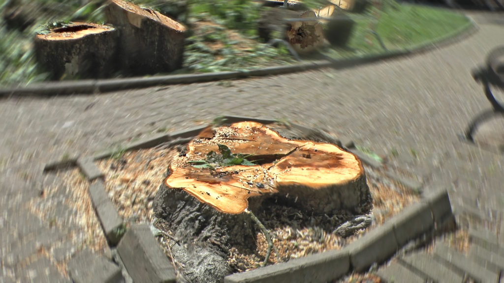 Taglio alberi TG