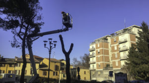 Pini Marittimi abbattimento