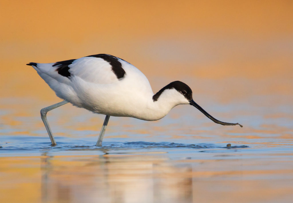 Avocetta - Fedele