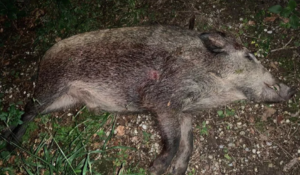 cinghiale morto