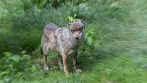 lupo (1 di 1)