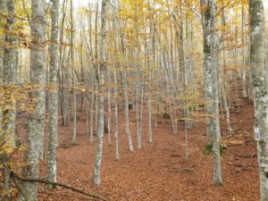 IMG-20201024-WA0026