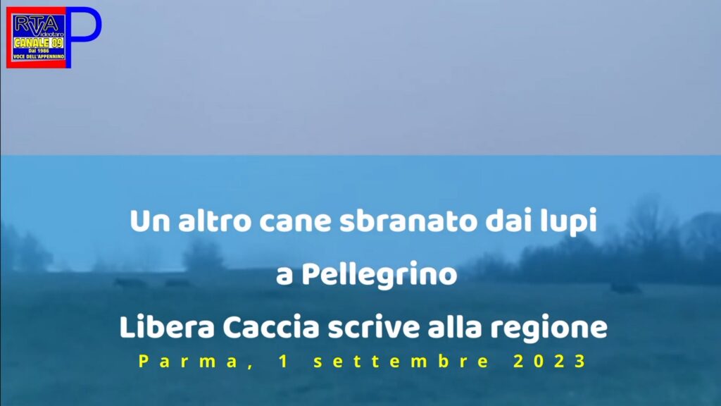 attacco lupi pellegrino
