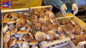 funghi