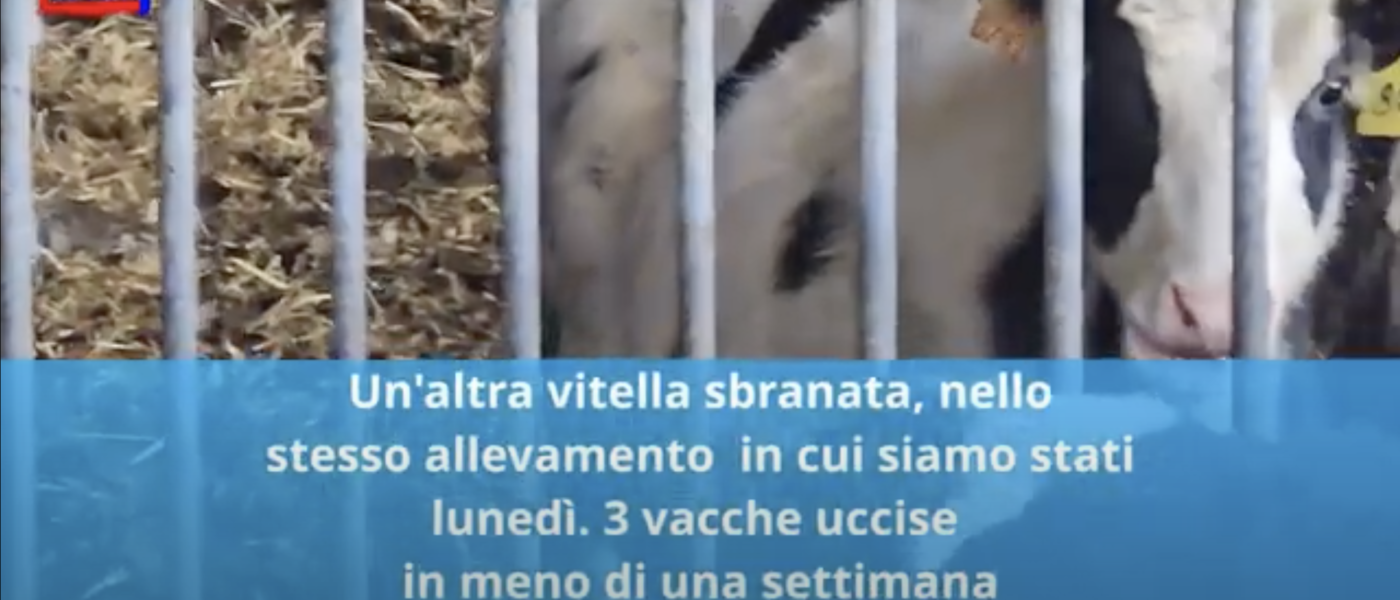 Screenshot 2023-11-13 alle 19.06.08