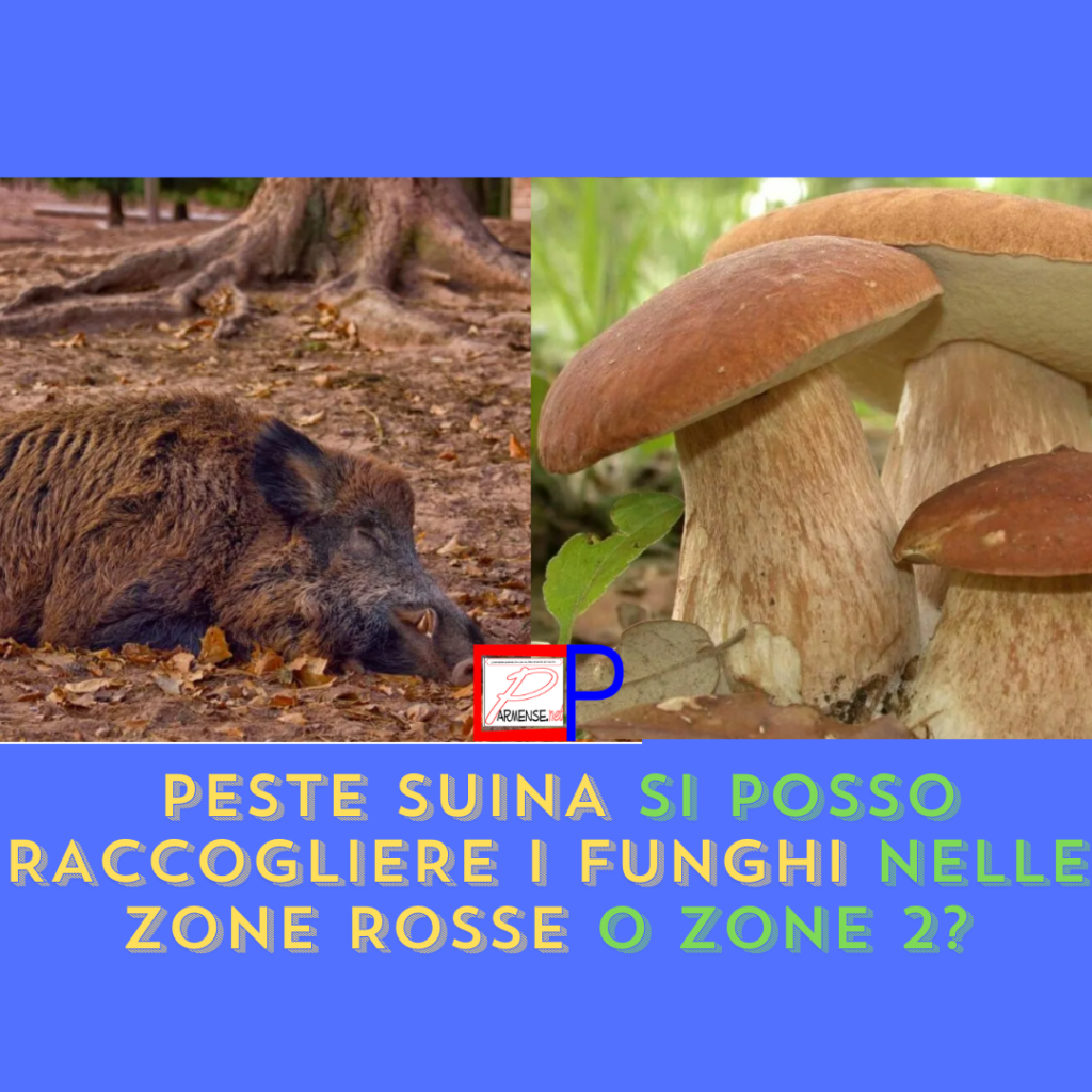 peste suina e funghi