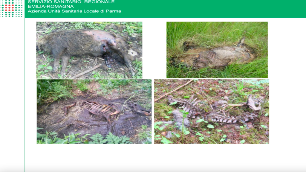 PSA Peste suina africana