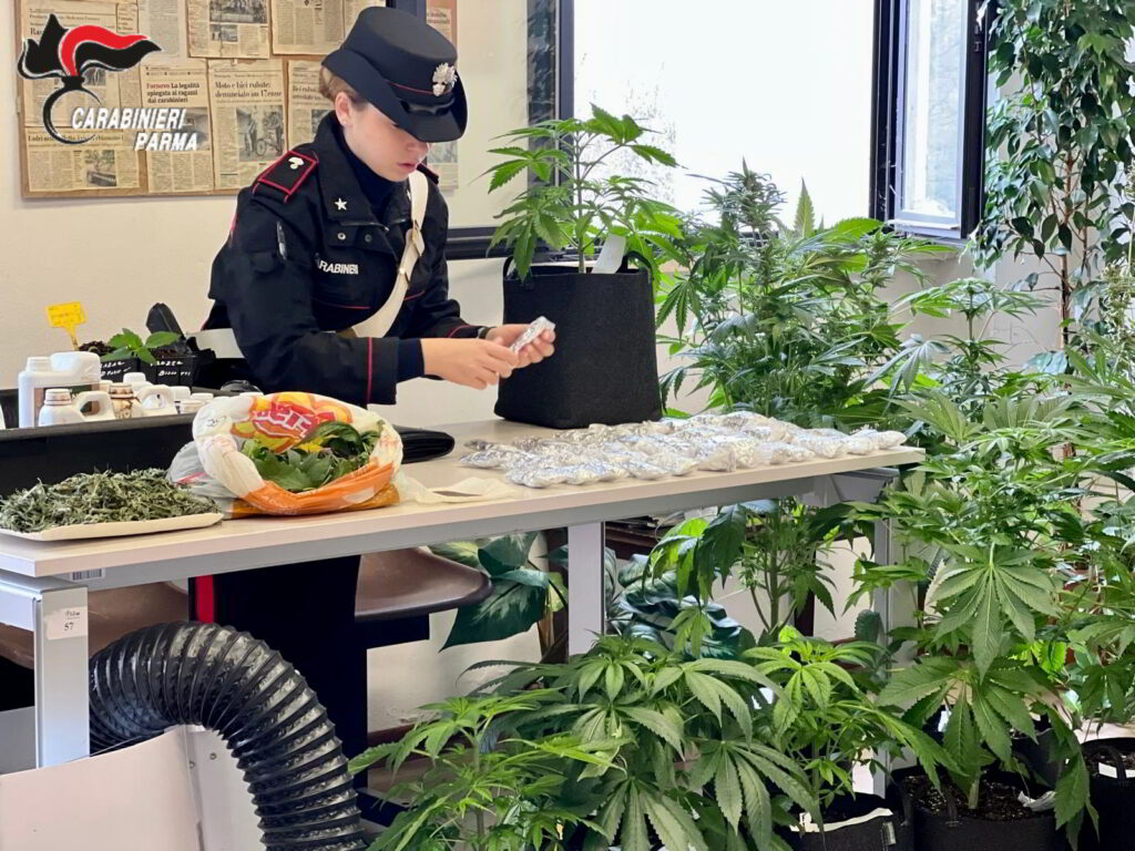 13.12.2025 Fornovo foto 1 x arresto per detenzione serre di marijuana