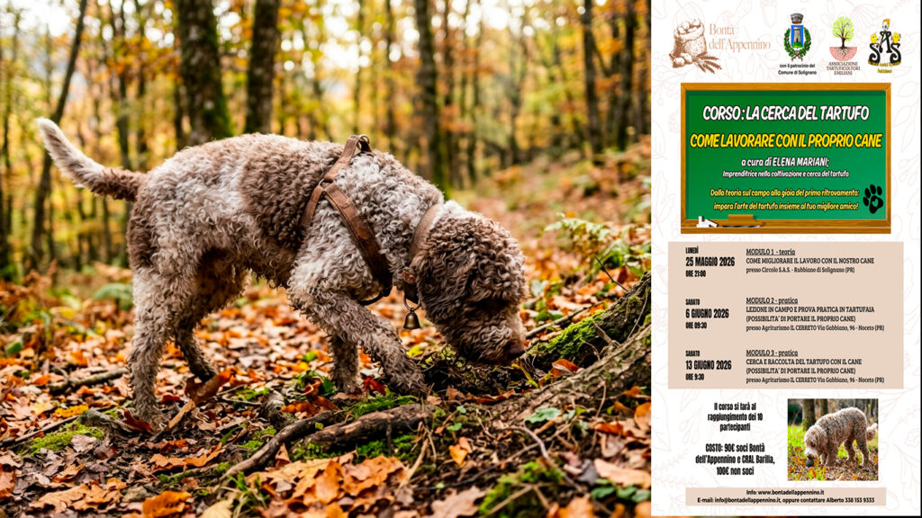 lagotto romagnolo-1