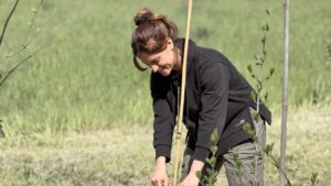 forestazione